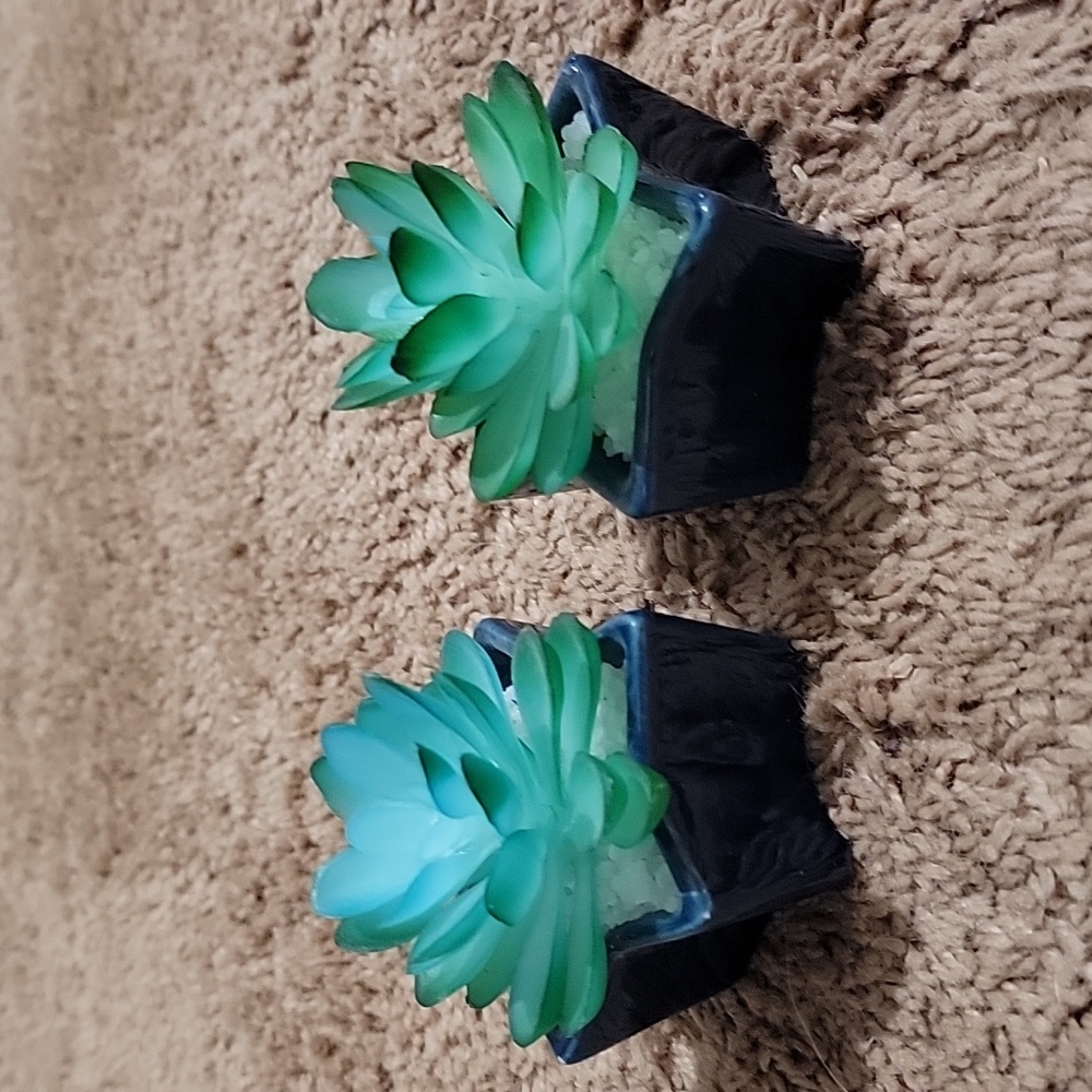 Plants🏷
